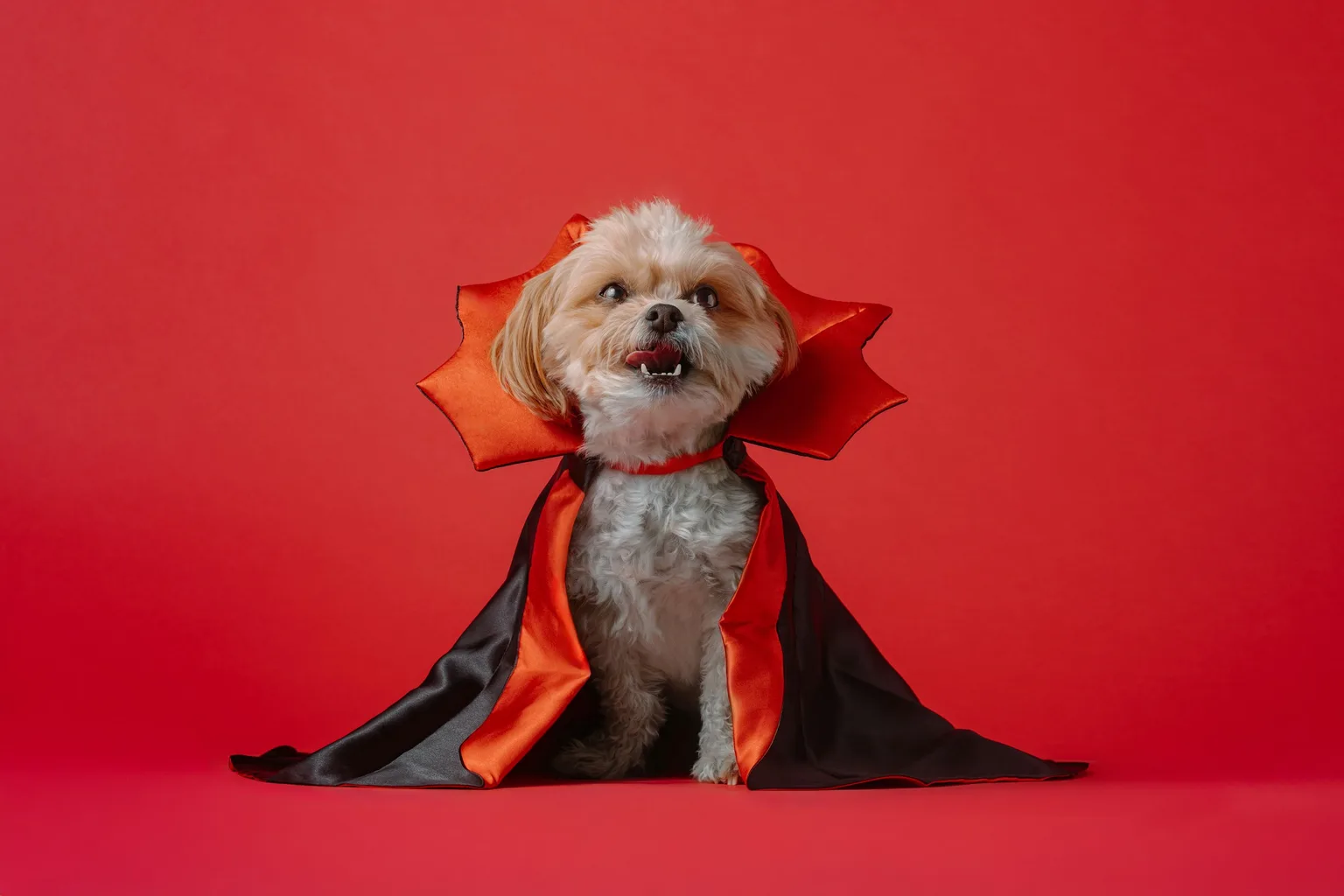 A small dog wearing a red and black Halloween costume against a red background.